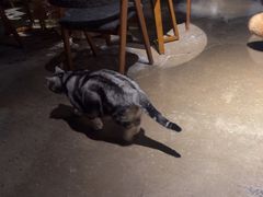 -咖法森林·咖啡  酒吧(天河店)