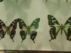 android_upload_pic-上海昆虫博物馆