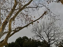 -灵顺寺