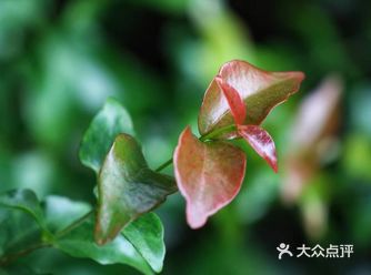 温馨提示:阳光底下的大夫山虽然有山有水有树荫