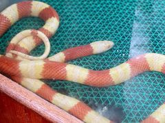 -上海大自然野生昆虫馆