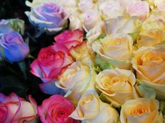 -爱尚幸福鲜花(上地实体店)