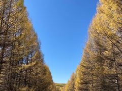 -塞罕坝国家级自然保护区