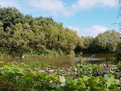 -新江湾城公园