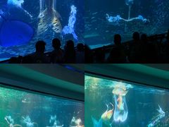 -海合安成都极地海洋公园