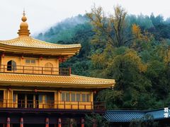 -千年银杏谷文化旅游区