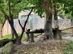 -都江堰中华大熊猫苑