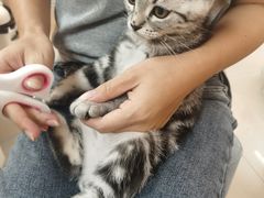 -lincat·猫舍(广州店)