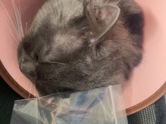 -顺强宠物诊所·狂犬免疫·夜诊·骨科(嘉定店)
