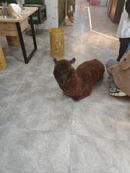 -神奇动物撸宠馆·羊驼·小浣熊·异宠(豫园店)