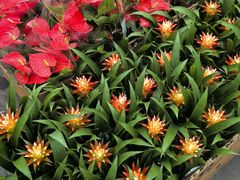 -龙大花卉苗木市场