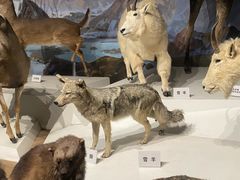 -陕西自然博物馆