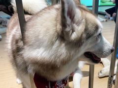 -Husky Go! 哈士奇体验馆·宠物咖啡厅狗咖