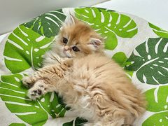 -青奢宠物·青奢猫舍