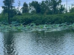 -江门古劳水乡旅游区