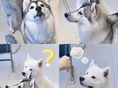 -怪兽屋·羊驼·猫咖·狗咖(俊华广场店)