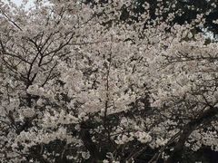 -武汉大学-樱园