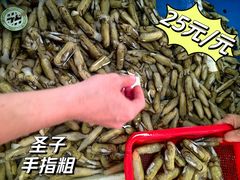 -大湾区中央湿地公园-十九涌
