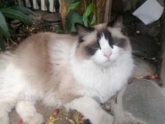 -喵屿·大理花园猫咖