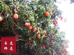 -广州市石门国家森林公园