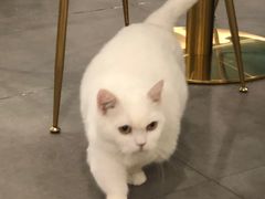 -飞行喵MR PILOT|猫舍·猫咖(静安大融城店)