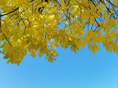 -北京西山国家森林公园