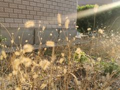 -麦当劳(王顶堤店)