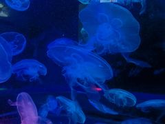 -太平洋海底世界