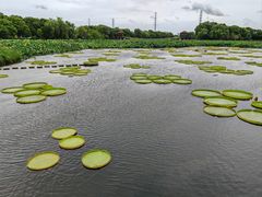 -荷塘月色湿地公园·向阳花洲