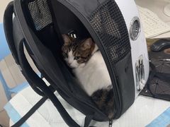 -佳雯宠物医院·皮肤科·内外科(春晓路分院)