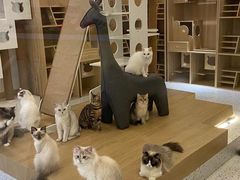 -猫域·湾主题猫咖·宠物吧(南坪城市广场店)