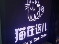 -猫在这儿猫咪咖啡馆·撸猫馆