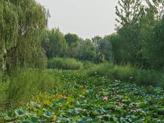 -武清南湖绿博园