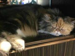 -more than meow吴止猫主题餐厅(承德 中船汇店)