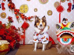 -超宠爱宠物摄影-Super pet