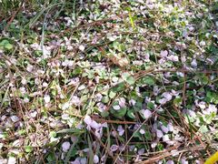 -重庆市江北嘴中央商务区中央公园