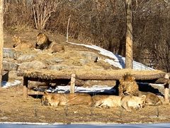 -北京野生动物园