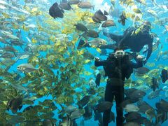 -瑞德姆美人鱼海底演艺主题餐厅(亚龙湾店)