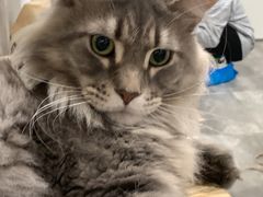 -楼上猫咖(罗湖店)
