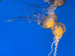 -太平洋海底世界