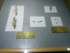 -上海昆虫博物馆