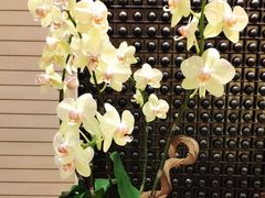 -桃源春晓中餐厅 TaoYuan Restaurant