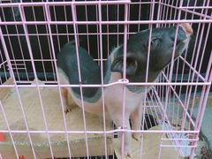-阿马土菜馆