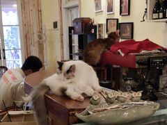 -猫色咖啡·猫咖