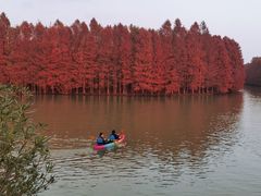 -上海海湾国家森林公园