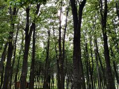 -石家庄市植物园