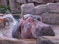 -青岛森林野生动物世界