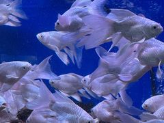 -青石桥花鸟鱼虫市场(叠翠城店)