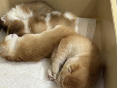 -青奢宠物·青奢猫舍