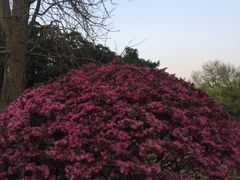 景点-柳浪闻莺公园